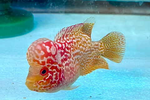 *NEW #2 Golden Base Kamfa Male Flowerhorn (Mini Size 2”) Potential Small Kamfa