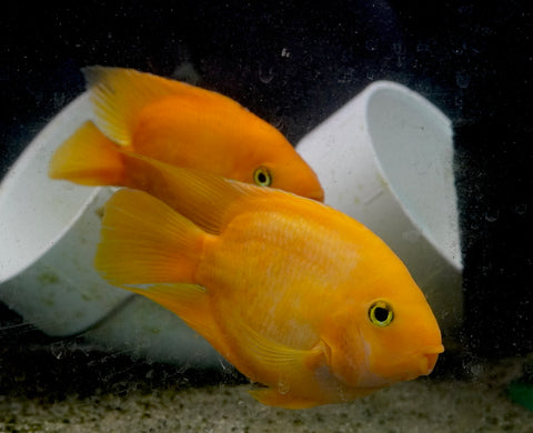 Golden Yuanbao Parrot Fish - Ground Body Parrot Cichlid  - Size 5-6” Premium Grade A