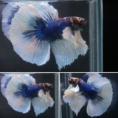 #1 Rare Grizzle Color Dumbo Butterfly Over Halfmoon Tail - High Quality Live Aquarium Male Betta Fish