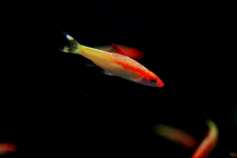 Golden Roseline Shark
