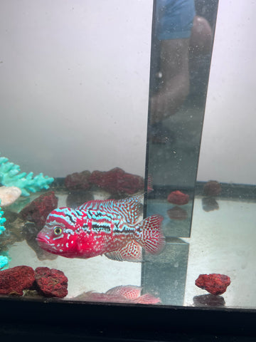 VIP Red King Kamfa Flowerhorn size 4” Premium VIP Collection Grade (High-End Flowerhorn)