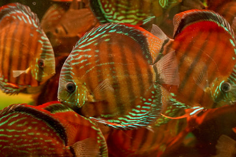 (Brazil Imported)Nhamunda River Red Wild Discus Size Large 6.5”-7” Special Order Wild Discus Fish