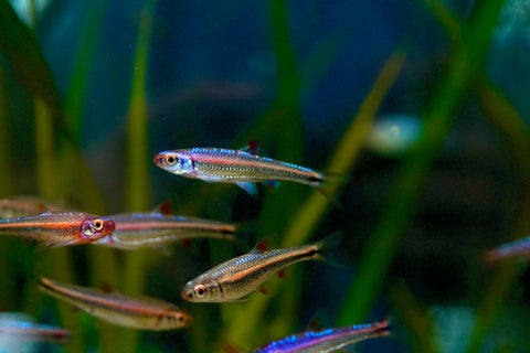 Rainbow Shiner (North American)