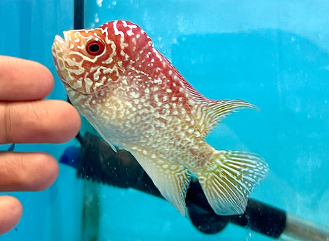 *NEW #6 Golden Base Kamfa Male Flowerhorn (Mini Size 2.5”) Potential Small Kamfa