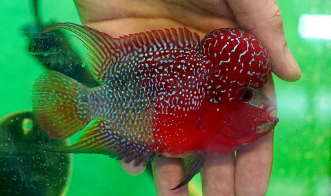 #2 Two Tones Dragon Flowerhorn