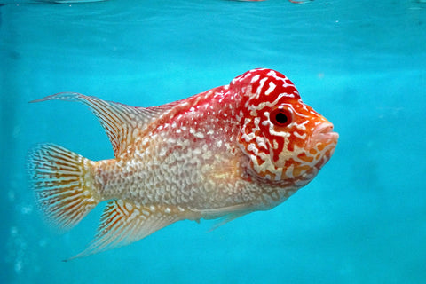 *NEW #6 Golden Base Kamfa Male Flowerhorn (Mini Size 2.5”) Potential Small Kamfa