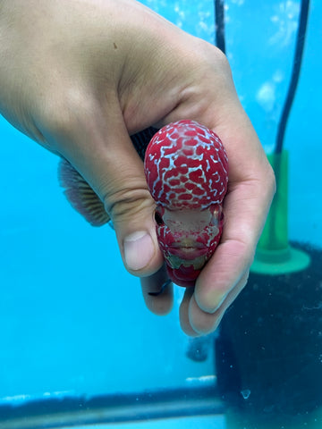 New Arrival #2 Two Tones Super Red Dragon Male Flowerhorn (SRD 2 tones color)