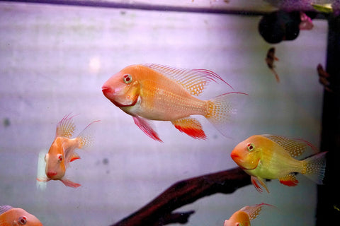 Albino Heckelii - Geopharus Cichlid Live Fish (Size 3.5"-4")