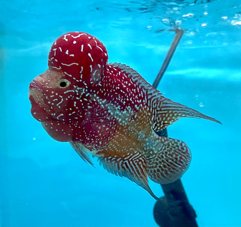 New Arrival #3 Two Tones Super Red Dragon Male Flowerhorn (SRD 2 tones color)