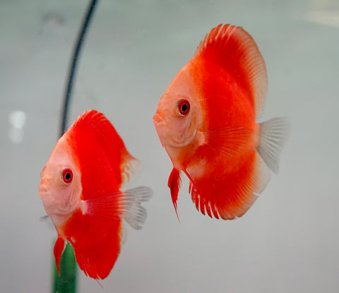 Red Melon Discus Fish 3.5"