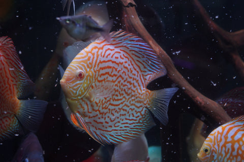 Albino Leopard Snakeskin High Body Discus size 5.5”-6” Premium Grade Discus