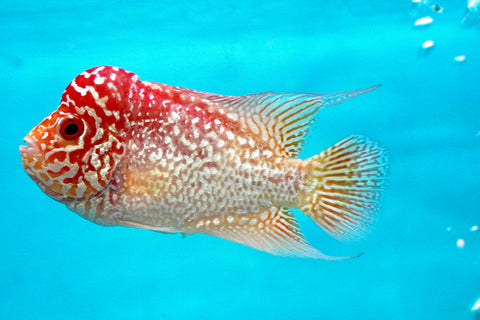 *NEW #3 Golden Base Kamfa Male Flowerhorn (Mini Size 2.5”) Potential Small Kamfa