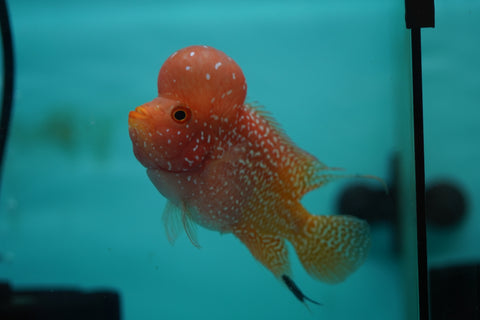 *NEW #7 Golden Base Kamfa Male Flowerhorn (Mini Size 2.5”) Potential Small Kamfa