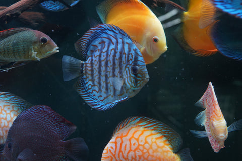 Blue Turquoise Discus  Size 5”-6”