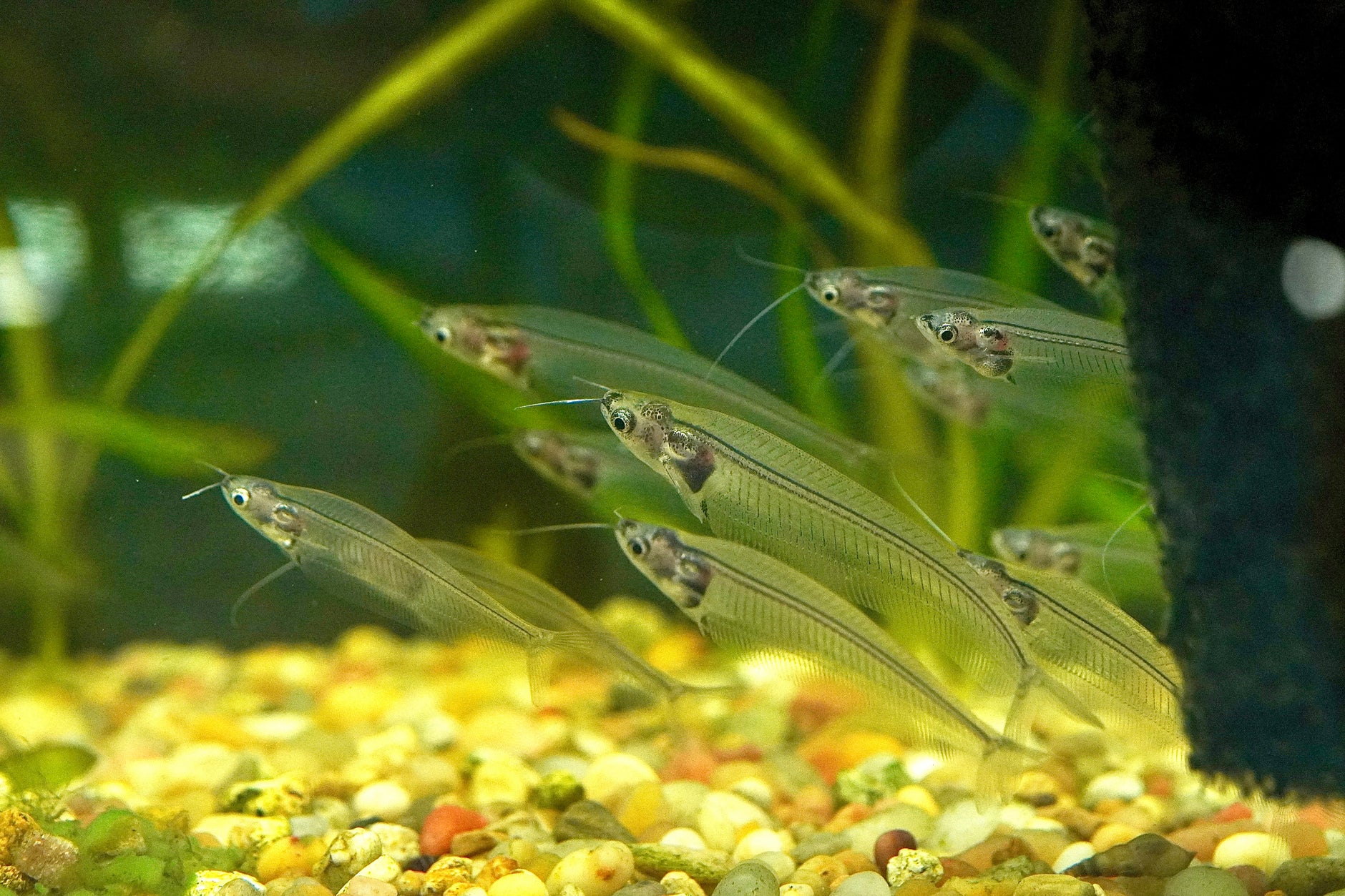 Nano Aquatic Fish – Houston Aqua