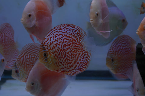 Leopard Snakeskin High Body Discus size 4.5” Premium Grade Discus