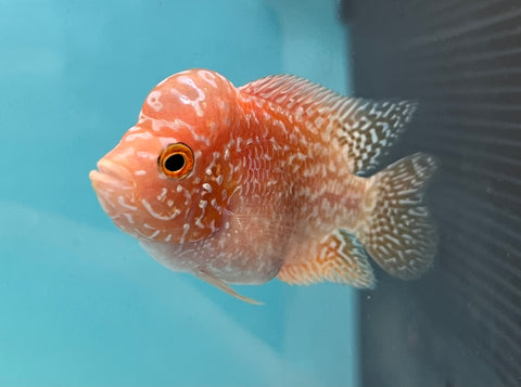 New Arrival #1 Golden Base Kamfa Male Flowerhorn (Mini Size 2”) Potential Small Kamfa