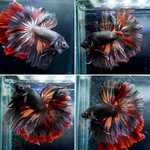 #13 (New Arrival) Black Copper Fire Tail Over Halfmoon Tail - High Quality Live Aquarium Male Betta Fish