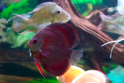 Red Cover (Red Rose Cover) Ground Body Discus size 4.5” Premium Grade Discus (Copy)