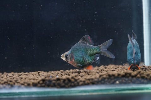 Short Body *Green* Tiger Barb Fish