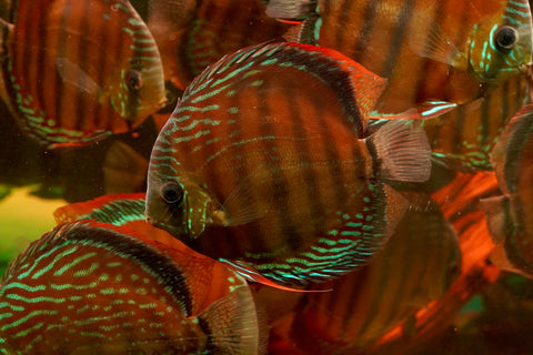(Brazil Imported)Nhamunda River Red Wild Discus Size Large 6.5”-7” Special Order Wild Discus Fish
