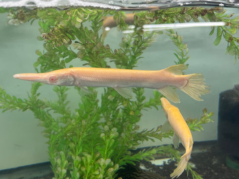 Albino Alligator Gar Fish size 8-10”