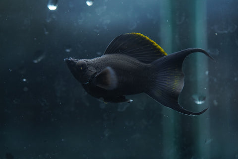 Breeding Size Black Balloon Molly