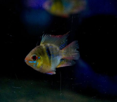 German Balloon Rams - Cichlid Rams Short Body