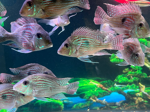 Geophagus Sveni Size 5”