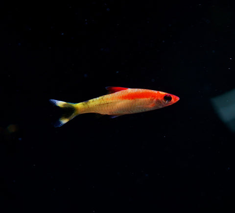 Golden Roseline Shark