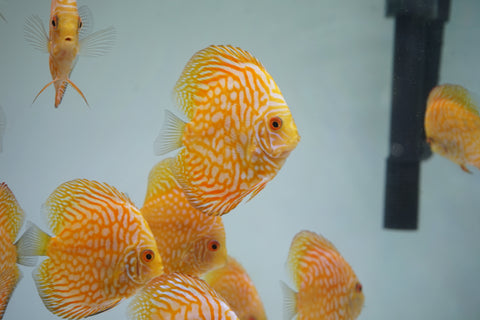 Yellow Pigeon Discus Size 3.5"-4"