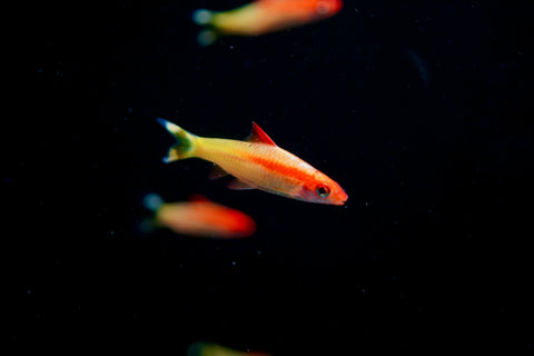 Golden Roseline Shark