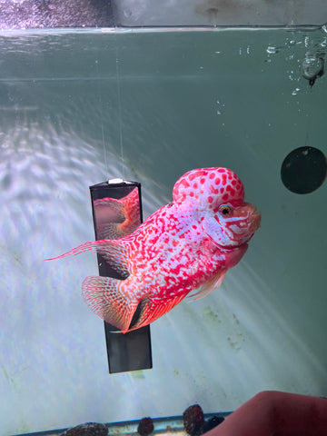 #2 VIP Thick Pearl Golden Base Red Kamfa F2 Flowerhorn size 6” Premium VIP Collection Grade (High-End Flowerhorn)