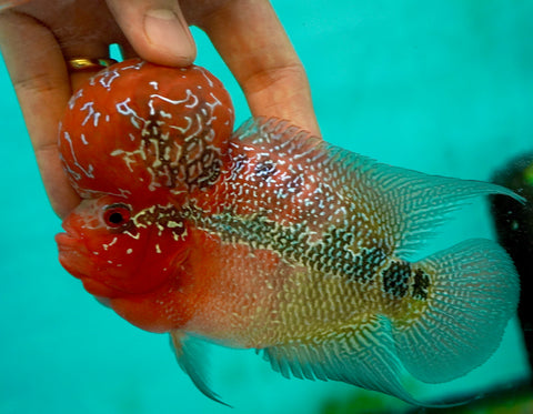 #3 Super Red Dragon Flowerhorn (Super Big Hump Head)
