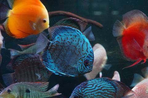 Blue Turquoise Discus  Size 5”-6”