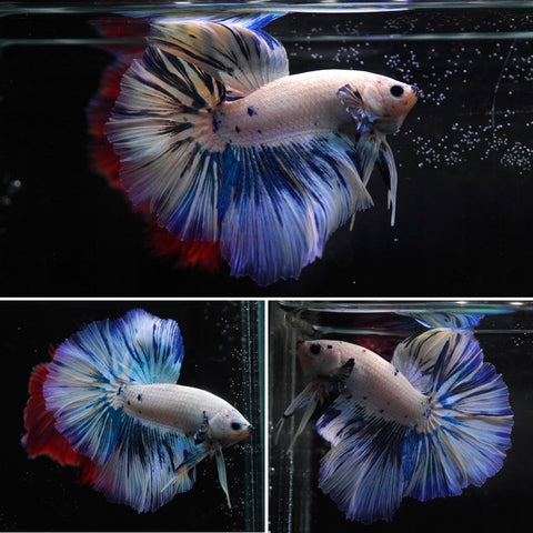 #9 (New Arrival) White and Blue Marble Over Halfmoon Tail - High Quality Live Aquarium Male Betta Fish