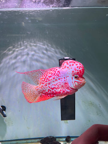 #2 VIP Thick Pearl Golden Base Red Kamfa F2 Flowerhorn size 6” Premium VIP Collection Grade (High-End Flowerhorn)