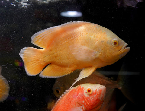 Full Body Lemon Oscar Size Large 9”-10”