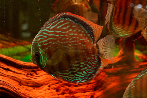 (Brazil Imported)Nhamunda River Red Wild Discus Size Large 6.5”-7” Special Order Wild Discus Fish
