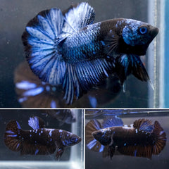 Breeding Pair Betta -  #1 Black Blue Avatar Galaxy - High Quality Live Aquarium Betta Fish