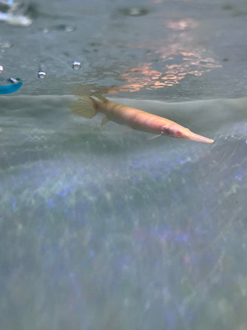 Albino Florida Gar Fish size 8-10”