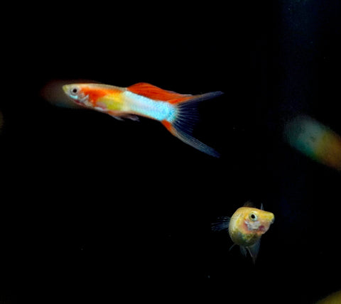 *RARE* Double Swords Red Wild Endler Guppy