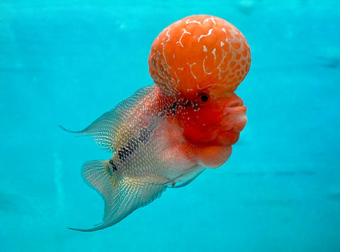 #1 Super Red Dragon Flowerhorn (Super Big Hump Head)