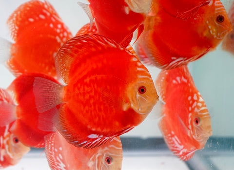 Red Panda Discus Fish 4”-4.5" High Quality Discus