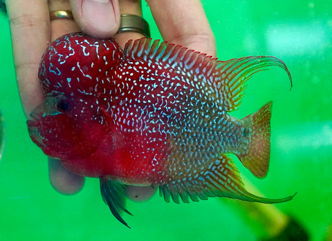 #2 Two Tones Dragon Flowerhorn