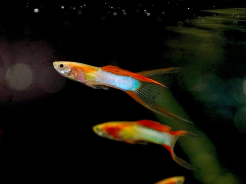 *RARE* Double Swords Red Wild Endler Guppy