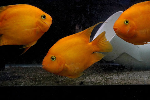 Golden Yuanbao Parrot Fish - Ground Body Parrot Cichlid  - Size 5-6” Premium Grade A