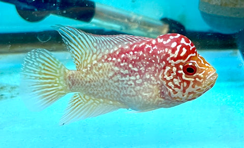 New Arrival #3 Golden Base Kamfa Male Flowerhorn (Mini Size 2.5”) Potential Small Kamfa