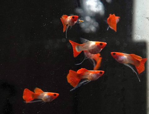 LIMITED STOCK “Glass Belly” See Through Koi Ribbon Guppy