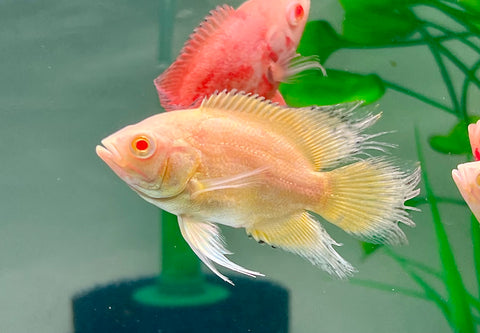 (Limited) Long Fin Lemon Oscar size 4”